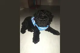 泰迪交给婆婆带回农村养，一个月后再见面，差点晕了图片