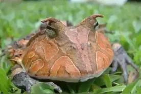 角蛙中的“高富帅”霸王角蛙图片