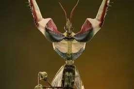 世界上最稀有的螳螂，魔花螳螂，被称为螳螂之王。图片