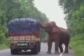 体重过顿的大象PK小货车，汽车不报废就是奇迹