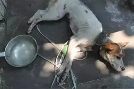 母子毒打流浪狗，见没死扔垃圾桶等死图片