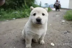 我们是土狗，我们一样爱主人图片