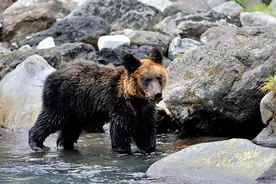 栖息在东北海道的珍稀动物图片