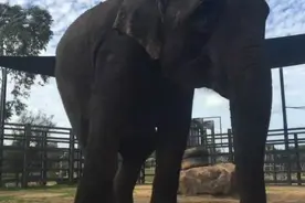 实拍怀孕的大象在动物园演习“分娩”的健康计划图片