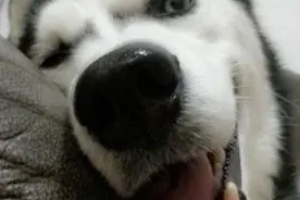 二哈奇葩表情，怪不得都说哈士奇是逗比！图片