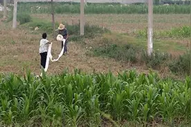 农业灌溉时购买4寸农用水带注意事项图片