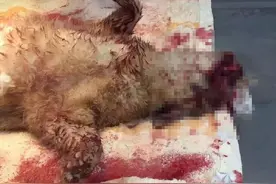 猫咪横穿马路被车撞，好心人送到医院之后得知去世但是却发现惊喜图片