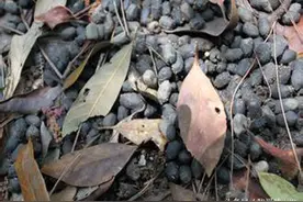 1吨有机肥=多少化肥，你还滥用化肥吗图片