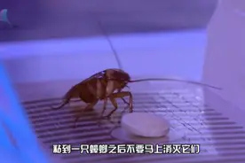 如何消灭打不死的“小强”？（有图有真相）图片