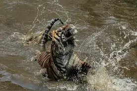 老虎也下水？老虎下水想泡个澡，三次被戏弄，起身狂扑发飙怒吼！图片