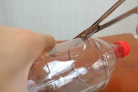 在切开的塑料瓶里放上糖，捕捉烦人的苍蝇就是这么简单图片