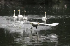 我先飞 你们再飞   实拍大天鹅起飞图片