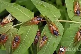 聆听夏日蝉鸣图片