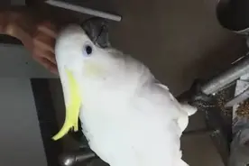 会说话又粘人的大葵花凤头鹦鹉图片