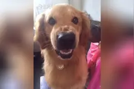 主人说：别人说你丑怎么办，结果狗狗的反应惊到我了，这汪成精了图片