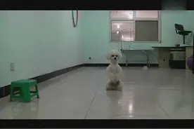 有关泰迪犬的各种训练，朋友，你家的泰迪也是如此吗？图片