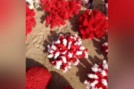 珊瑚是国家保护动物，在三亚为什么可以公开出售？图片