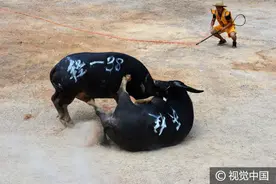 贵州黔东南：牛王争霸迎“州庆”，上百头牛参赛激战酣图片