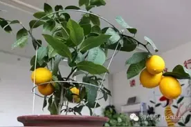 柠檬盆栽柠檬树怎么养？图片