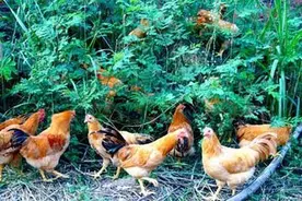 公鸡生蛋是假的那么如何辨认鸡蛋的真假呢图片