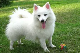 幼狗怎么洗澡 洗澡前一定要先梳理被毛图片