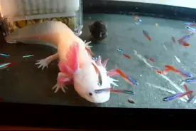 实拍粉红色六角恐龙鱼活吞灯鱼图片