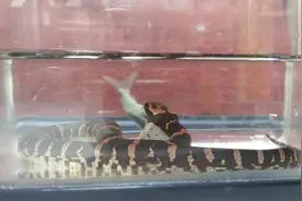 实拍水蛇吃鱼，费半天劲终于吞下去了！图片