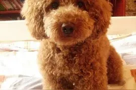 萌萌的小狗狗和晚安相伴！图片