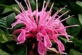 美国薄荷（马薄荷）的病虫害及其防治图片