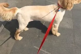 男子守着全身瘫痪腐烂的金毛不离不弃，背后的原因让人忍不住流泪图片