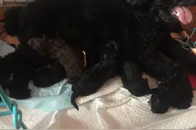 第一次给狗狗接生——贵宾犬图片