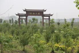 特色小镇 睢宁双沟镇： 承古韵 展新姿图片