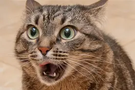 玩家游戏中遇公司领导破口大骂！死很惨图片