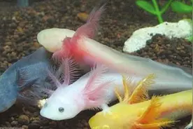 被称为墨西哥水怪的六角恐龙鱼，你见过吗？图片