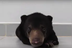 行走不便的小熊在医护人员照顾下，恢复了健康其中的秘密心酸图片