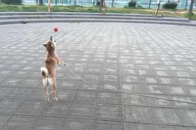 回家路上柴犬耍赖,被我强行拖走,回家后的柴柴让我很自责图片