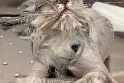 萌宠们的洗澡前后，你见过吗？图片