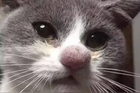 宠物：猫咪被蜜蜂蜇完之后我是又心疼又觉得可笑图片