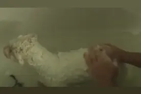 给脏兮兮的狗狗洗澡，洗完后狗狗异常的兴奋，是有多舒服啊！