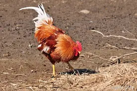 带你长见识：农民伯伯家里的这些家禽你分得清吗？图片