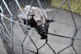 流浪狗惨遭虐待，强力胶布缠绕嘴巴，兽医治疗画面让人落泪图片