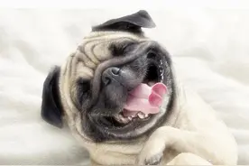 狗狗学会爬楼梯了是件好事！可是主人也不应该让狗狗经常爬楼梯！图片