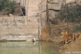 牦牛误入老虎地盘，最终被老虎群活活围攻致死！图片