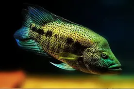 如何分辨鱼的雌雄也是养鱼致富路上重要的一环图片