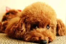 各种宠物狗身价大全 看看你买贵了还是便宜了图片