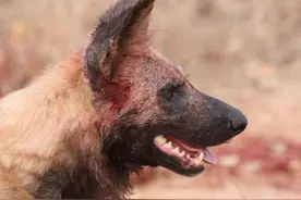 鬣狗咬死野狗正在食用，被咬死野狗的同伴赶来报仇，结果可想而知图片