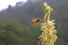 什么是 蜂花粉？你一定不知道图片