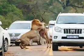 南非公路上雄狮与羚羊厮杀，游客不仅近距离观看，竟还做如此举动图片