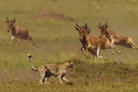 猎豹猛烈进攻却遭遇大羚羊拼命逃奔，无果最终只能悻悻离开！图片