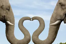 有人觉得大象这种生物很可爱吗？是不是被它的小粗腿深深的吸引了图片